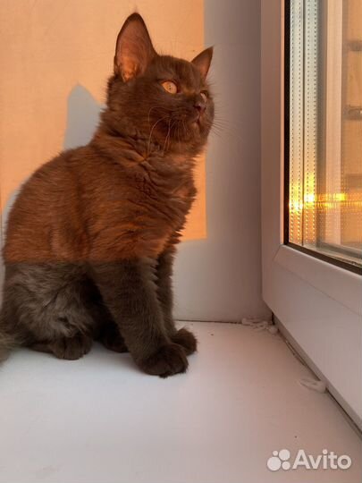 Котик в добрые руки