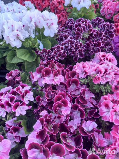 Королевская пеларгония