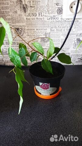 Фикус бенджамина