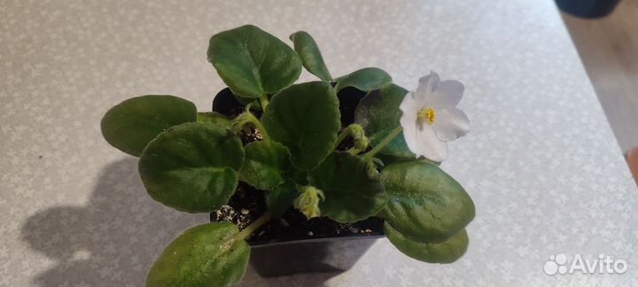 Фиалки цветущие в горшке