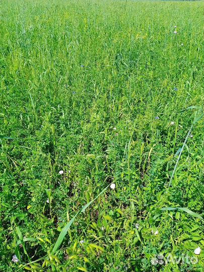 Сено люцерны в рулонах