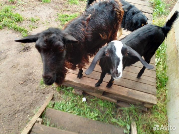 Козы дойные молочные