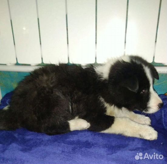 Щенки бордер колли