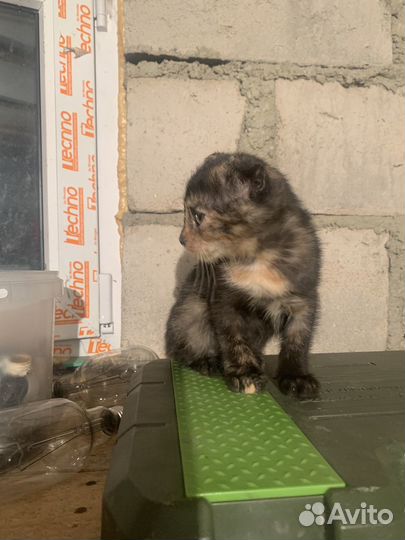 Отдам в добрые руки