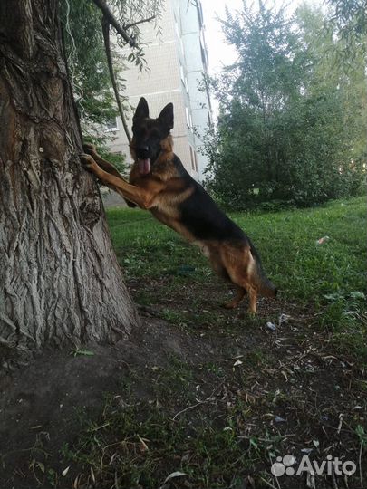 Дрессировка собак