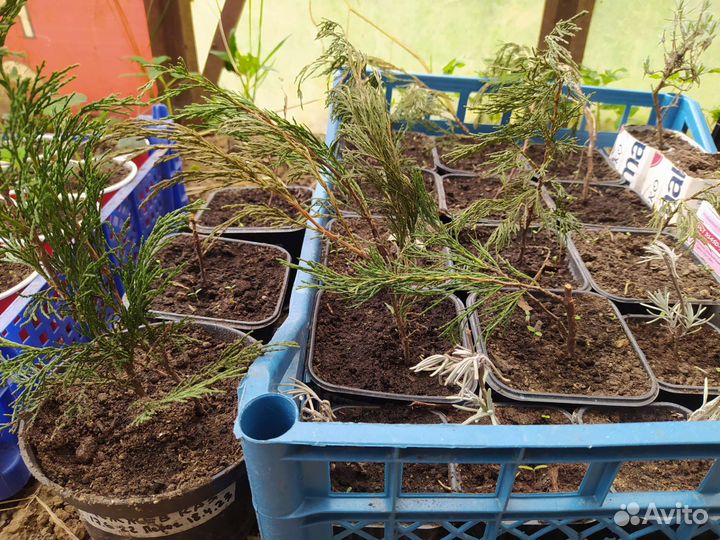 Можжевельник казацкий Лаванда
