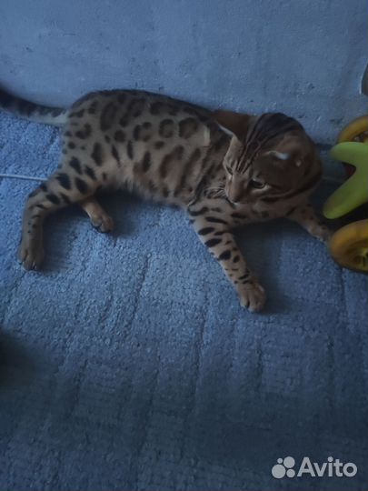 Бенгальская кошка в добрые руки бельгийский