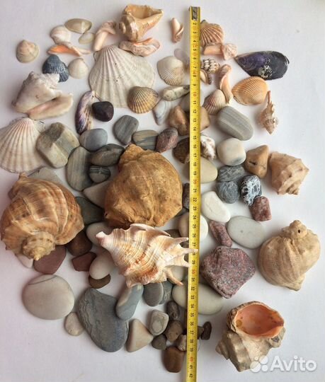 Морские ракушки, раковины, камни