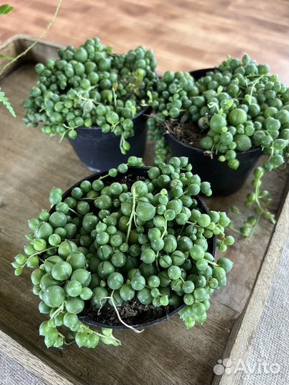 Крестовник роули