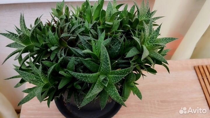 Комнатные Домашние Растения