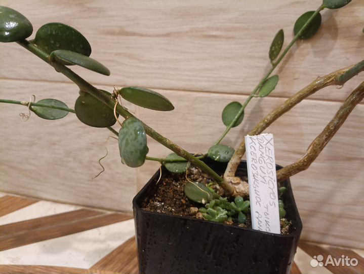 Ксеросициос дангви(тыква суккулентная)