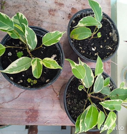 Комнатные цветы