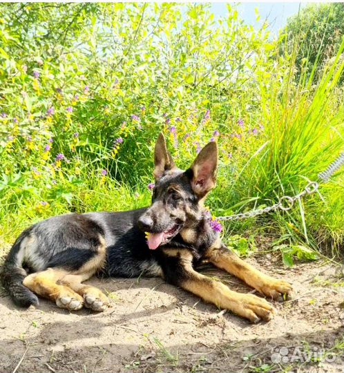 Достойная девочка немецкой овчарки РКФ