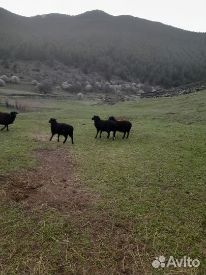 Овцы бараны ягнята