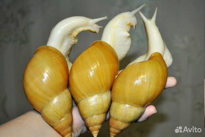 Улитки 
