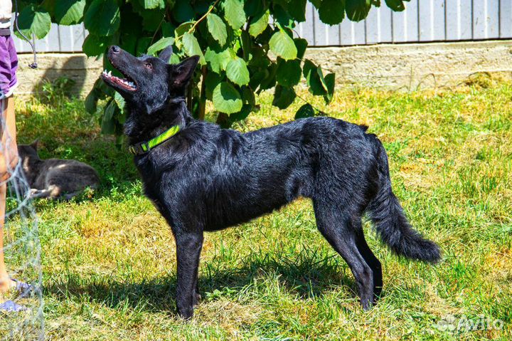 Собака в добрые руки щенок