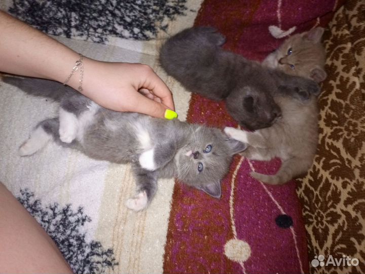 Другая