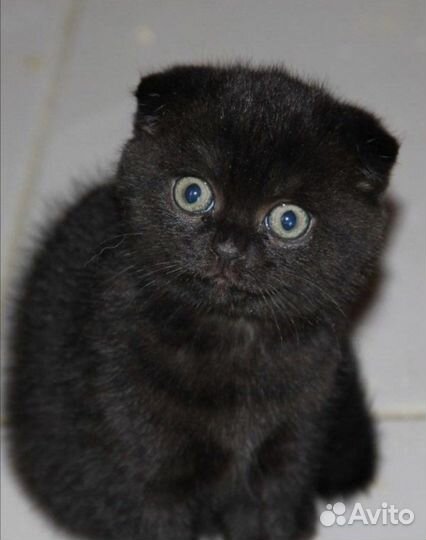 Домашние животные кошки