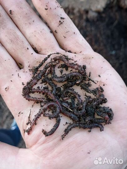 Червь калифорнийский