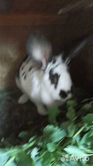 Кролики мясной породы