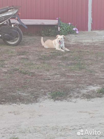 Метис лабрадора