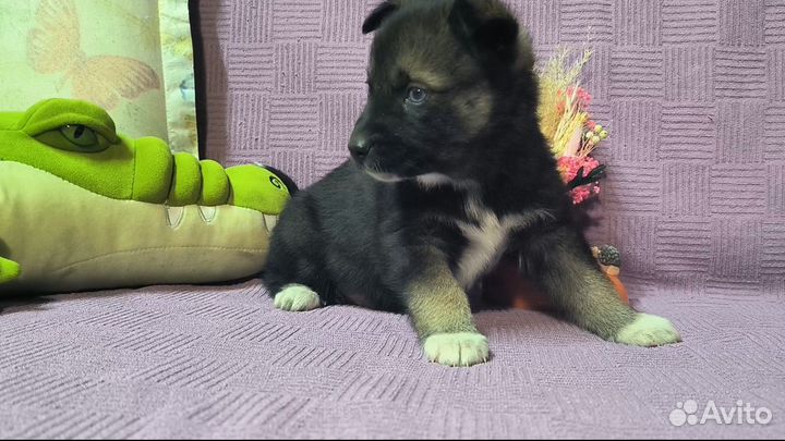 Продам щенка