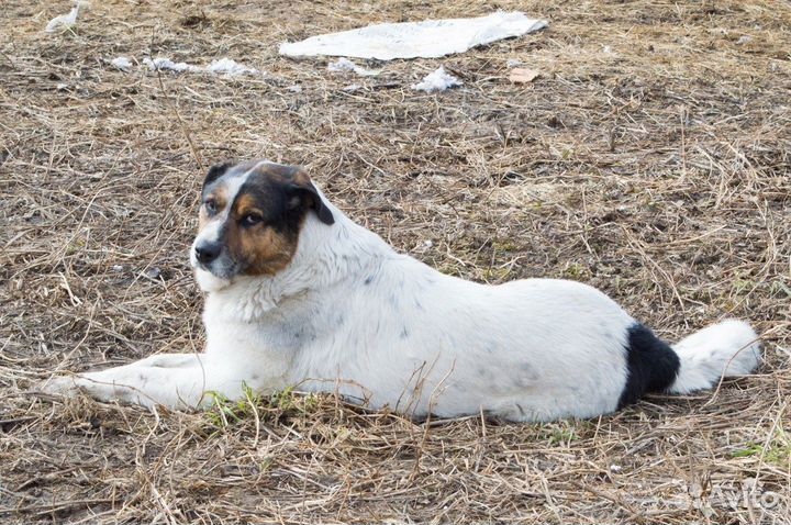 Кобель Пирожок в хорошую семью бесплатно