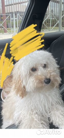 Собака мальтипу