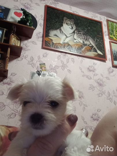 Мальтезе мальтийская болонка