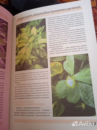 Энциклопедия комнатных растений