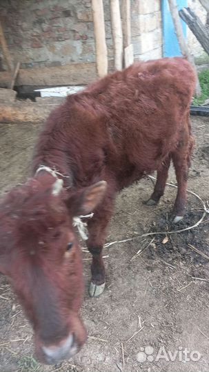 Тёлочка и телка