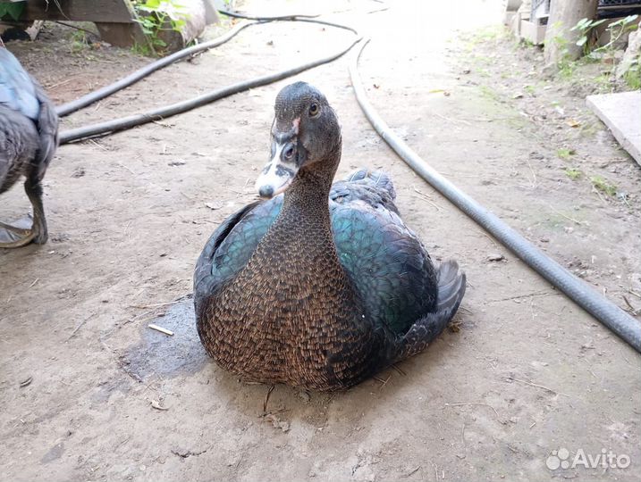 Мускусные утки