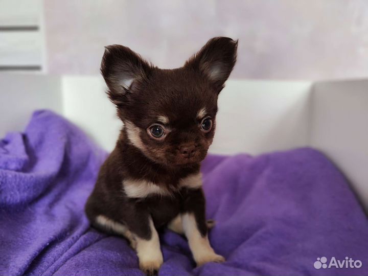 Продается чихуахуа