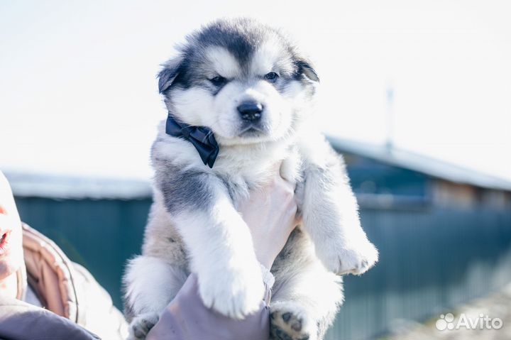 Щенки Аляскинского маламута