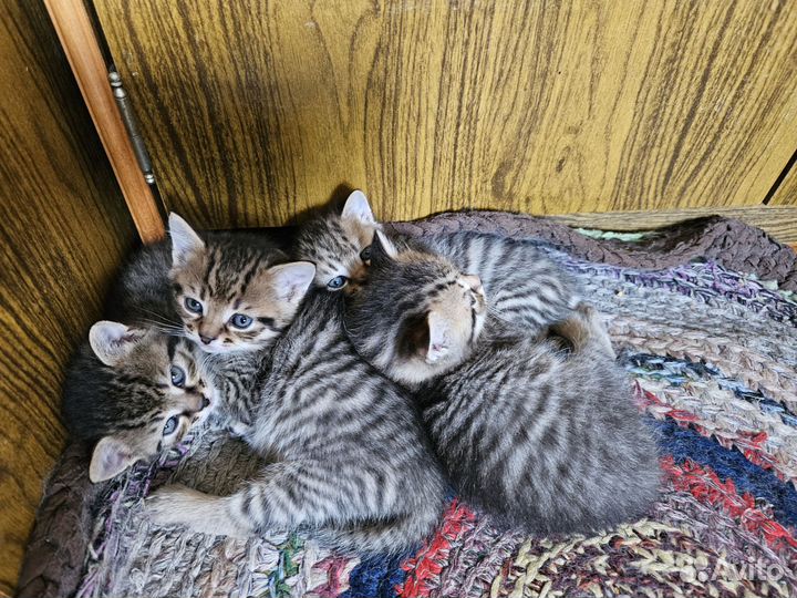 Кошка в дар бесплатно