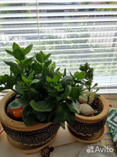 Бегония оранжевое и желтое, герань