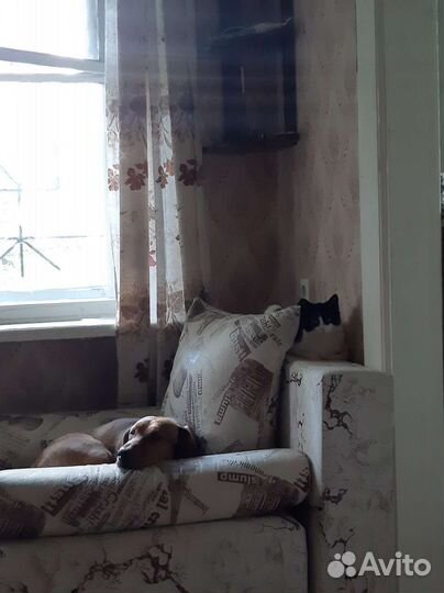 Помесь таксы в добрые руки