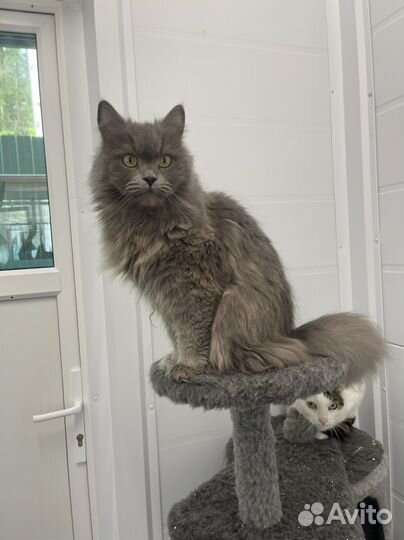 Шикарный кот Василий в дар