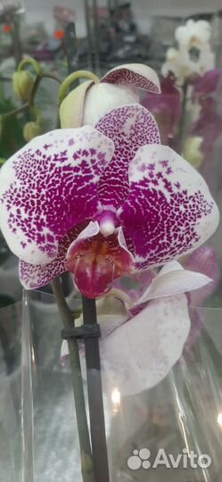 Орхидея фаленопсис2