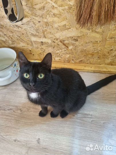 Кошка в дар