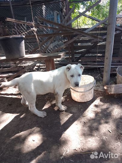 Среднеазиатская овчарка