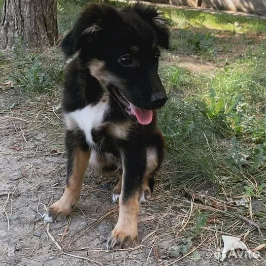 Щенок в добрые руки