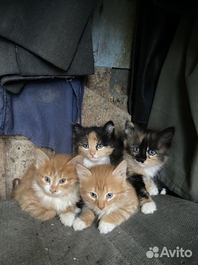 Котята