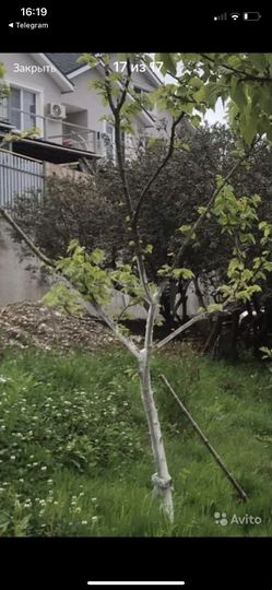 Участок 19 сот. (ИЖС)