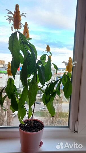 Комнатные растения:пахистахис,сингониум панда и др