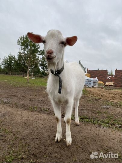 Вязка козел