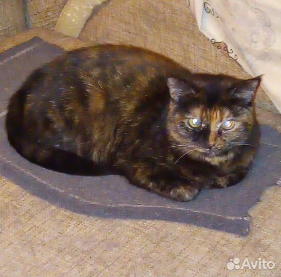 Кисам нужен дом. На передержке