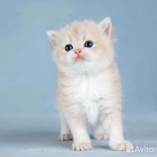 Мальчик голубое золото