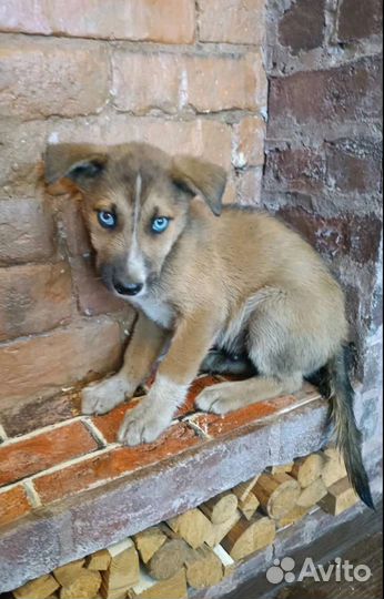 Щенулька с глазами цвета неба