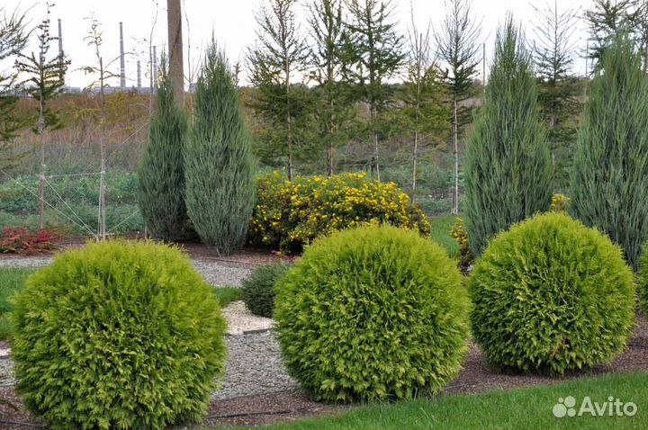 Туя Глобоза Ауреа